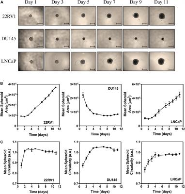 Copper-64 Chloride Exhibits Therapeutic Potential in Three-Dimensional Cellular Models of Prostate Cancer